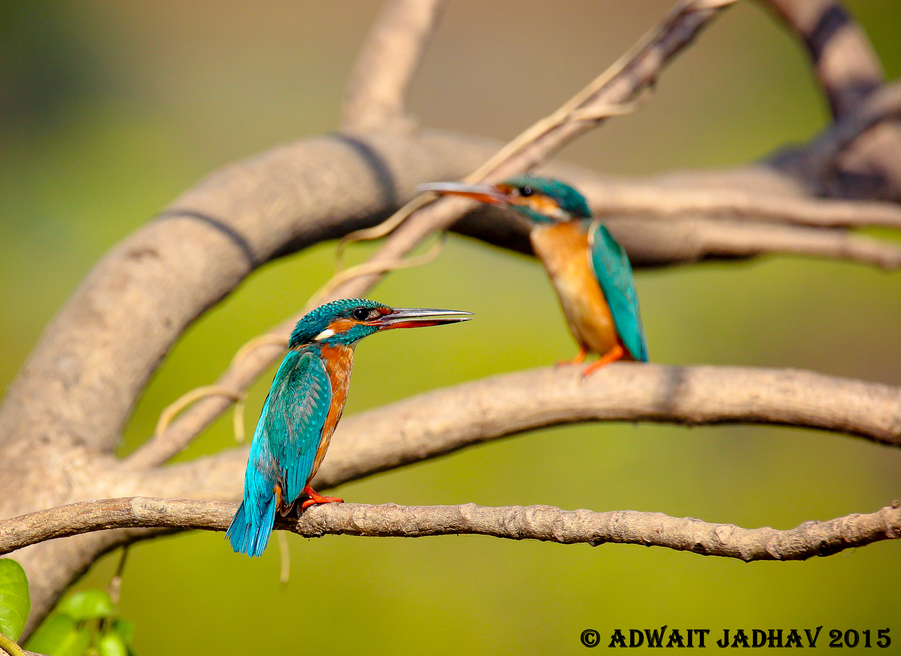 Green grass Green grass